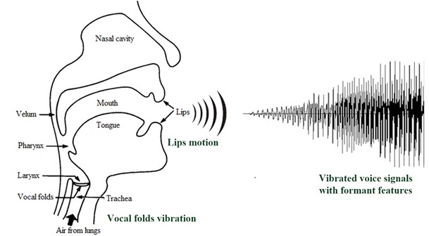 The structure of vocal folds and lips of a singer, and vibrated voice signals through  both vocal folds oscillation and human lips motion