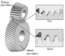 Assembly model of involute and noninvolute beveloid gears