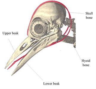The head construction of a woodpecker