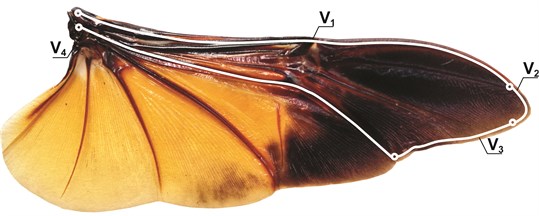 Beetle wing: Mecynorrhina Torquata (L.) with separated venation components