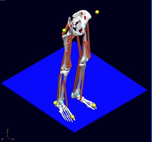 Lower body part computer – based biomechanical model for jump analysis  (bones, joints and muscles)