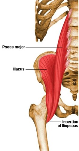 Hip Iliacus muscle: a) variation during the jump,  b) – left leg, c) – right leg; 1 high jump, 2 fast jump