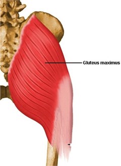 Sacral gluteus maximus: a) variation during the jump,  b) – left leg, c) – right leg; 1 high jump, 2 fast jump