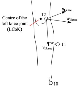 Local reference systems on human’s left leg