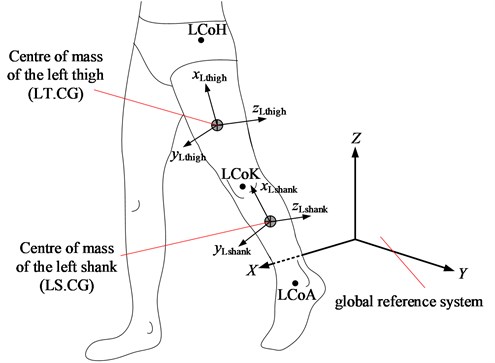 Local reference systems at segment centres of mass of human’s left leg