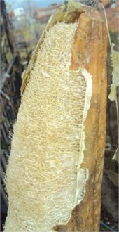 Stage of Luffa cylindrica
