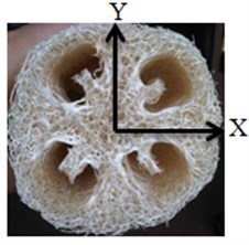 Luffa cylindrica structure in a dry state