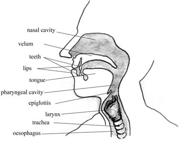 a) View of the vocal tract, b) view of vocal folds in larynx
