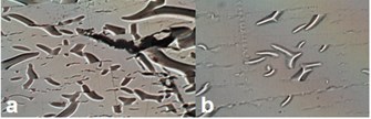 The surface morphology of the film: a) the bottom surface of the impacted specimen,  b) the top of the impacted specimen