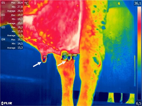 Typical example of inflamed right front udder quarter, marked by arrow  (temperature difference – about 15 °C, CMT test – positive)