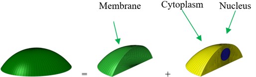 Geometry and an idealized 3D finite element (FE) model of an osteoblast:  a) geometry and b) whole FE modelling