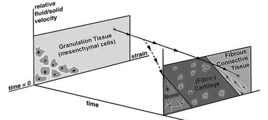 Tissue differentiation scheme proposed by Prendergast et al. [6, 7]