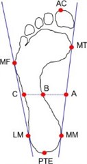 The characteristic points of the foot