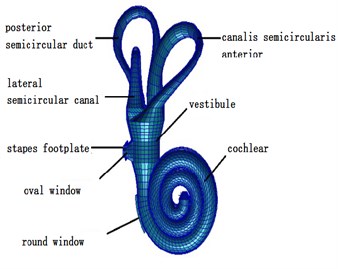 Finite element model  of the inner ear