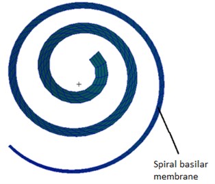 The finite element model  of the spiral basilar membrane