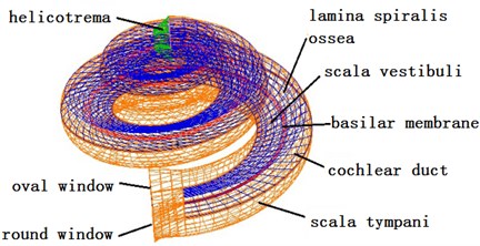 Finite element model of the cochlea