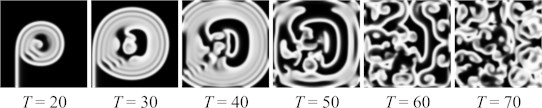 The evolution of a spiral wave with breakups (u-field only) with parameters set to: L=100, a=0.7, b=0.06, dt=0.05ϵ=0.1, g=u3-v