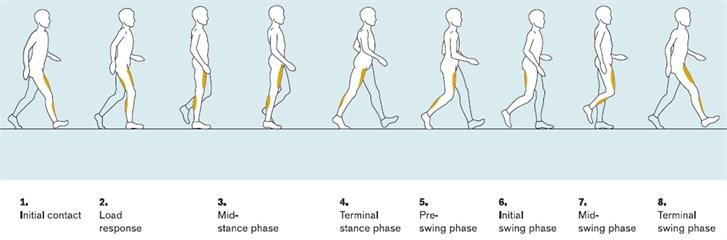 The 8 phases of walking