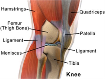 Lateral aspect of right knee (Wikipedia)
