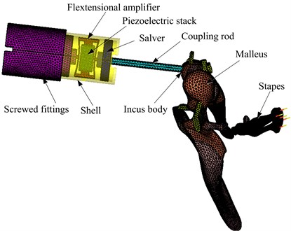 Coupling mechanical model of the human middle ear and the flextensional piezoelectric actuator