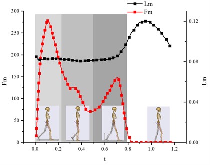 Variation curve of muscle active force Fm versus the  muscle length Lm (vastus medialis muscle)