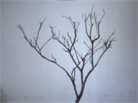 Scene image and binary image of branch