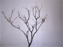 Scene image and binary image of branch