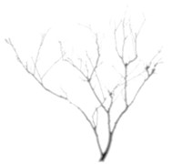 Features extraction of branch