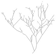 Features extraction of branch