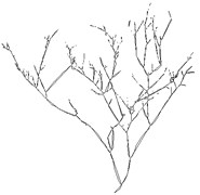 Features extraction of branch