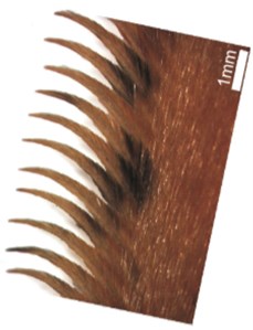 Micro-structure of feather in the tyto alba [41, 42]