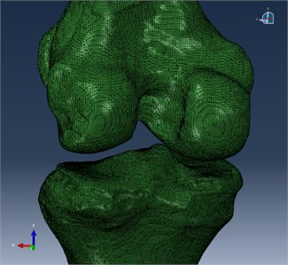 Knee bone model for simulation