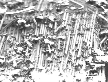 SEM image showing agglomeration  for 7 % MWNT’s for [0°/90°] specimen