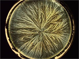 Crystallograms obtained with a) BD milk, b) MHP milk, c) with UHT milk