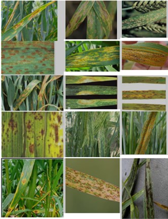 Leaves images of wheat in various diseases. 1 – Septoria Leaf Spot (Septoria), 2 – pirenoforoz (Pyrenophora tritici-repentis), 3 – Powdery mildew (Erysiphe graminis), 4 – brown rust (Puccinia recondita), 5, 6 – yellow rust (Puccinia striiformis), 7 – leaves Septoria Leaf Spot (Septoria tritici), 8 – Snow mold (Fusarium nivale), 9 – blotch (Helminthosporium sativum), 10 – Root rot, 11 – Stripe Mosaic (Wheat streake mosaic virus), 12 – Brown (sheet), rust (Fungal diseases (Puccinia triticina)), 13 – blotch (Pyrenophora tritici-repentis), 14 – Linear (stem) rust (Puccinia graminis), 15 – Head smut (Ustilago tritica)