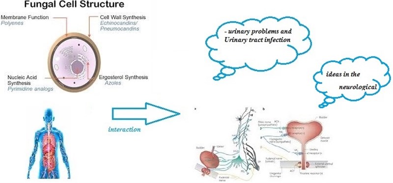 Mini review: interactions between antifungal azoles, neurological bladder and urinary problems