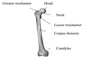 Ventral and dorsal view of femur bone