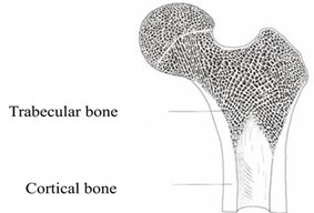 Structure of femur