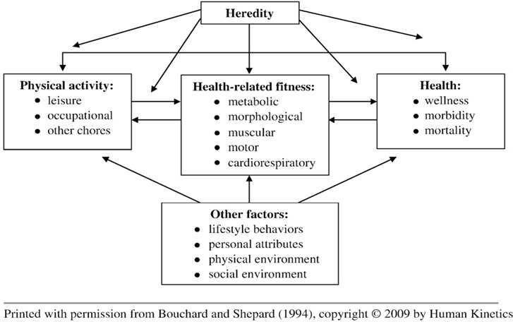 The theoretical model of the relationships among habitual physical activity,  health-related fitness, and health status (Bouchard and Shephard 1994)