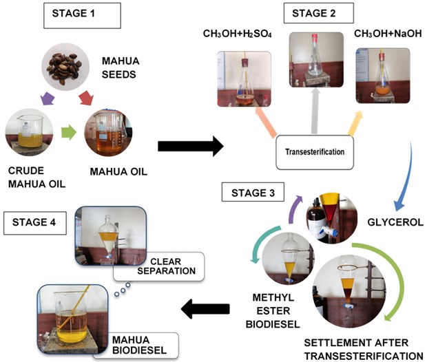 Stages of biodiesel production