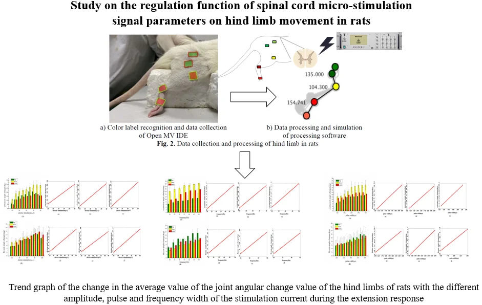 Study on the regulation function of spinal cord micro-stimulation signal parameters on hind limb movement in rats