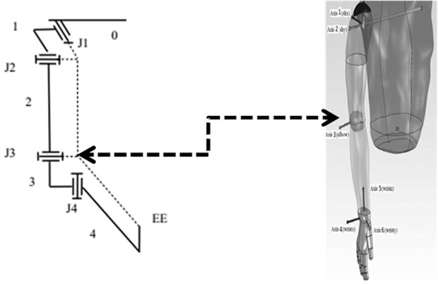 Model of arm exoskeleton structure with force feedback system, left – model of arm  exoskeleton structure with force feedback (4 degrees of freedom) including 2 joints in the shoulder,  2 joints in the elbow (J1-J4), 5 links (0-4), and a handle held by the hand (EE) [14, 15],  right – human body from BodyWorks [9]