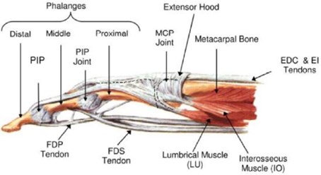 A mechanical finger with SMA wires as muscles [15]