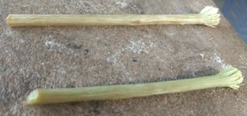 Plant stick used by Uno’s people to brush their teeth
