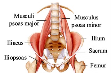 Musculoskeletal anatomy of the pelvis