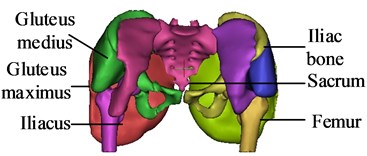 3D digital model of pelvic  musculoskeletal tissue