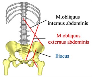 The attachment points and action lines of the muscle