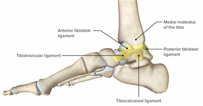 a) Ankle joint, b) planes and movements of the ankle joint