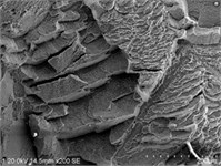 The macro and micro features of fracture toughness specimens of TB2 spring
