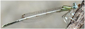 Schemes of microhook in adult dragonfly head-arrester system [9]-[11]
